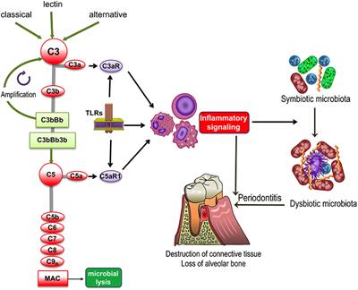 Complement-Dependent Mechanisms and Interventions in Periodontal Disease